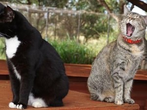 Gemas Deh! Ada Pulau Penampungan Kucing di Hawaii