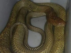 Cerita Nahas Mereka yang Dipatuk King Cobra Peliharaan