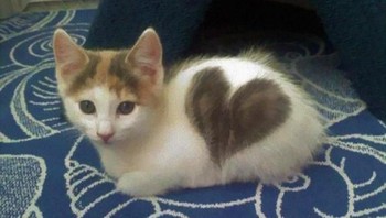 Cute, kucing ini punya moting gambar love. (Foto: Brightside)