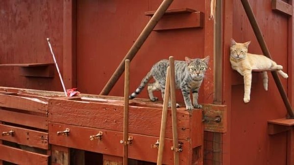 Meong! Pulau Penampungan Kucing yang Bikin Gemas
