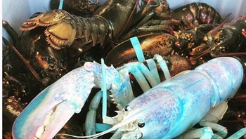 Biasanya Lobster memiliki warna merah, namun yang ini memiliki tubuh berwarna biru. (Foto: Brightside)