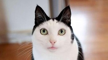 Kucing ini terlihat seperti memakai bando. (Foto: Brightside)