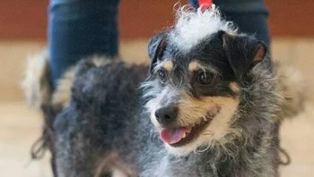 Sepertinya hanya 5% anjing ini memiliki bulu berjenis Poodle yang keriwil. (Foto: Brightside)