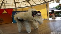 Melihat Tari Eisa yang diselingi tarian singa sudah pasti seperti pertunjukan barongsai China. Namun ada yang berbeda, tabuhan musiknya berasal dari jidor dan beberapa alat musik lainnya serta muka singa ini adalah muka dari shisa, yakni singa khas Okinawa yang meniru singa penjaga dari China (Masaul/detikTravel)