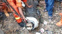 Buaya ini dipelihara Maah Setiawan sejak 1990-an. Namun, pemilik sudah meninggal.