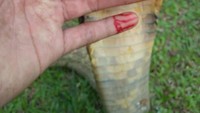 King cobra ini dipelihara Rizky belum lama. Dia menangkap ular ini di wilayah Danau Rangas saat terjadi banjir. Semasa hidup, Rizky memang dikenal sebagai pecinta ular. 