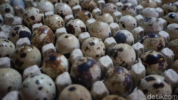 Harga telur puyuh ikut naik