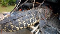Mulanya petugas menyedot air pada kolam tempat buaya tinggal. Buaya kemudian dibawa ke TMII.