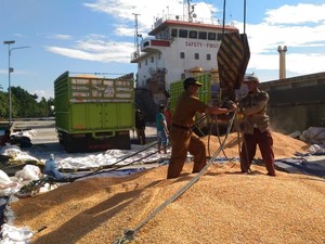 Ekspor Jagung Sulteng ke Filipina Capai 14 Ribu Ton