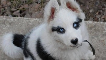 Ketika mata anak anjing ini memiliki gaya makeup Smoky Eyes. (Foto: Brightside)