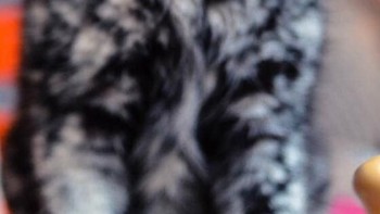 Scrappy, kucing dengan warna yang tidak biasa. (Foto: Brightside)
