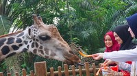 Berwisata ke Singapore Zoo, yuk coba beri makan Jerapah seperti hijabers cantik ini! (Shinta/detikTravel)
