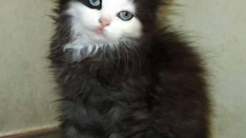 Motif wajah dan mata kucing yang unik. (Foto: Brightside)