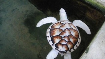 Si penyu yang berwarna putih lantaran mengidap albino. (Foto: Brightside)