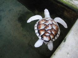 Mereka Bukan Hewan Langka, Tapi Mengejutkan