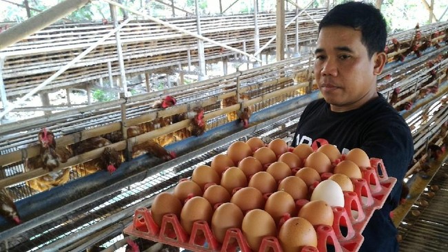 Duh, Harga Telur Ayam di Mana-mana Naik!
