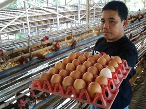 Kementan Upayakan Peternak Ayam Petelur Tetap Untung