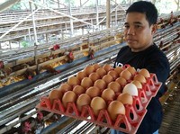 Duh, Harga Telur Ayam di Mana-mana Naik!