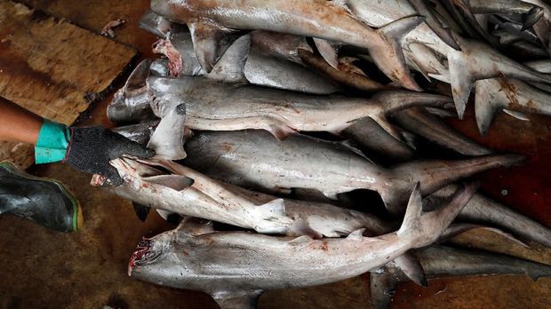 A worker holds a shark to collect its fins at Kalibaru district in Jakarta, Indonesia, July 10, 2018. REUTERS/Beawiharta