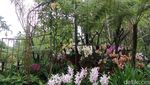 Potret Taman Anggrek Terbesar di Dunia