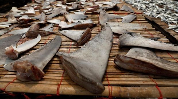 Shark fins are seen during their drying process at Kalibaru district in Jakarta, Indonesia, July 10, 2018. REUTERS/Beawiharta