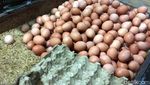 Duh! Harga Telur Ayam Naik