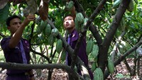 Tak hanya mencicipi enaknya Cokelat Mojopahit, pengunjung juga bisa mencoba menanam dan memanen cokelat hingga mengolahnya menjadi aneka produk.