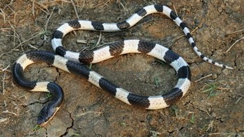 Blue Krait: Gigitan dari ular yang sering ditemui di Thailand ini 50 persennya selalu berujung kematian. Bahkan ketika korban telah diberikan anti racun. (foto: Wikimedia) 