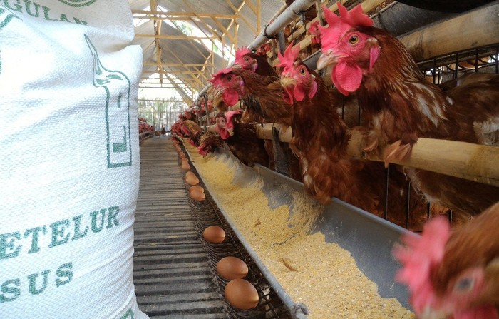 Peternak ayam petelur di Boyolali Peternak ayam petelur di Boyolali
