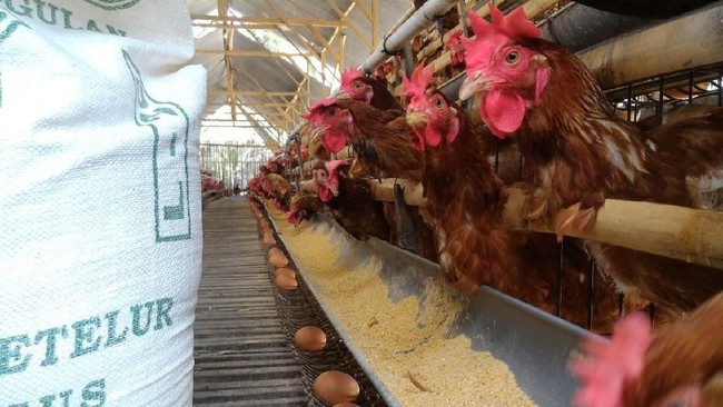 Duh, Harga Telur Ayam di Mana-mana Naik!