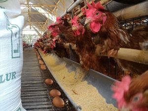 Peternak Sebut Harga Telur Ayam Naik karena Afkir Dini