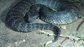 Death Adder: Ular ini paling banyak ditemui di Australia dan merupakan ular darat paling beracun di sana. Tidak seperti ular lainnya, ular ini banyak menghabiskan waktu untuk menunggu ketika berburu mangsa. Ketika mangsa mendekat, ular ini langsung menggigit dan menunggu mangsanya mati sebelum dimakan.(foto: Wikipedia)