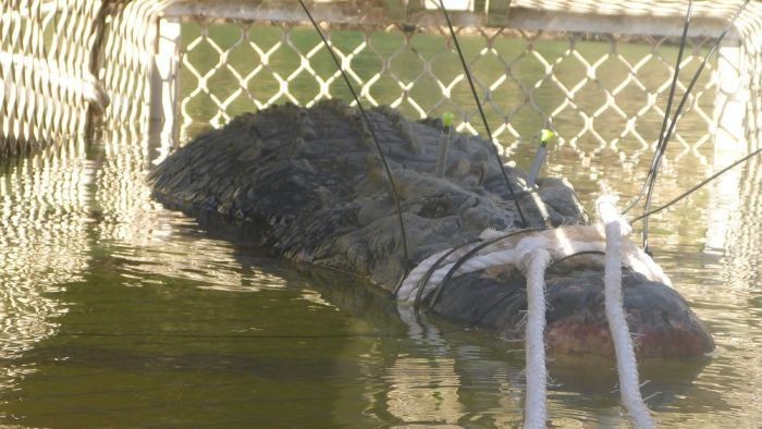 Buaya Seberat 600 Kg Berhasil Ditangkap di Australia
