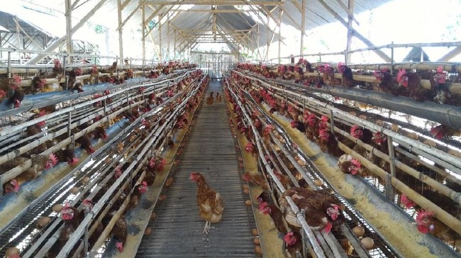 Duh Harga Telur Ayam Di Mana Mana Naik Halaman 4