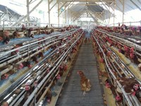 Duh, Harga Telur Ayam di Mana-mana Naik!