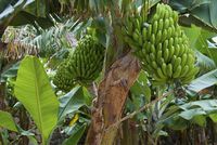 Terserang Wabah, Buah Pisang Terancam Punah untuk Selamanya