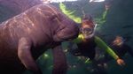 Snorkeling Anti Mainstream, Bareng Babi Sampai Godzilla