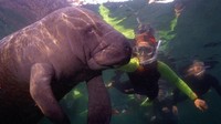 Penasaran ingin bertemu manatee alias sapi laut, traveler bisa ke Crystal River di Florida (Bill Serne for Visit Florida/CNN)