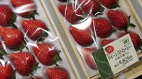 Sembikiya Queen Stawberry jadi salah satu buah strawberry yang cukup mahal. 12 buah stawberry dijual seharga $85 (Rp 1.2 juta).  Foto: Istimewa