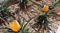 Nanas yang satu ini terlihat biasa saja. Tapi harganya $ 1.600 (Rp 22.9 juta). Ini karena nanas ini ditanam di The Lost Gardens of Heligan, perkebunan terkenal di Inggris. Bahkan ada buah nanas yang terjual dengan harga $1.500 (Rp 21.5 juta).Foto: Istimewa