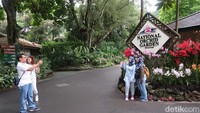Di dalam Singapore Botanic Garden ada banyak sudut cantik dan pepohan yang rindang. Namun satu tempat yang wajib kamu kunjungi di taman ini adalah Orchid Garden-nya (Bonauli/detikTravel)  