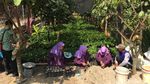 Serunya Belajar Tanam dan Olah Hasil Panen Cokelat