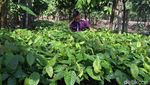 Serunya Belajar Tanam dan Olah Hasil Panen Cokelat