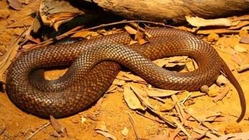 Eastern Brown Snake: Ular ini dianggap sebagai ular darat paling berbisa kedua di dunia. Ular ini sering ditemukan di Australia, Papua Nugini, dan Indonesia. (foto: Wikipedia) 