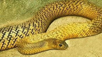 Inland Taipan: Gigitan ular ini dapat membunuh manusia dengan sangat cepat, dalam kurang dari satu jam. Racunnya dapat langsung melumpuhkan manusia dan dapat menyebabkan pendarahan di pembuluh darah dan jaringan otot. (foto: Wikipedia)