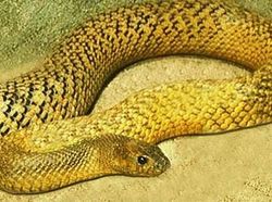 10 Ular Ini Paling Mematikan di Dunia