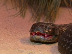 10 Ular Ini Paling Mematikan di Dunia