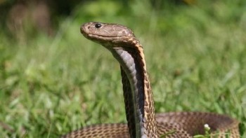 Philippine Cobra: Satu gigitan dari kobra yang hanya ditemukan di utara Filipina ini dapat membunuh manusia dalam waktu 30 menit. Racunnya juga dapat melumpuhkan sistem syaraf dan sistem pernapasan manusia. (foto: Wikipedia)