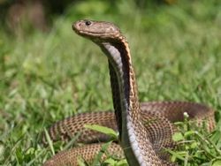 10 Ular Ini Paling Mematikan di Dunia