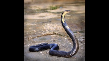 King Cobra: Racun yang dimiliki King Cobra dapat membunuh seekor gajah Asia. Selain melalui gigitan, ular ini juga dapat menyemburkan bisanya. Ular ini juga dapat mencapai panjang hingga 5,5 meter, menjadikannya ular berbisa terpanjang di dunia. 